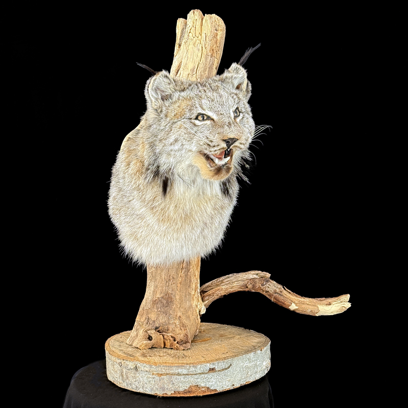 Naturalisation d'un lynx du Canada