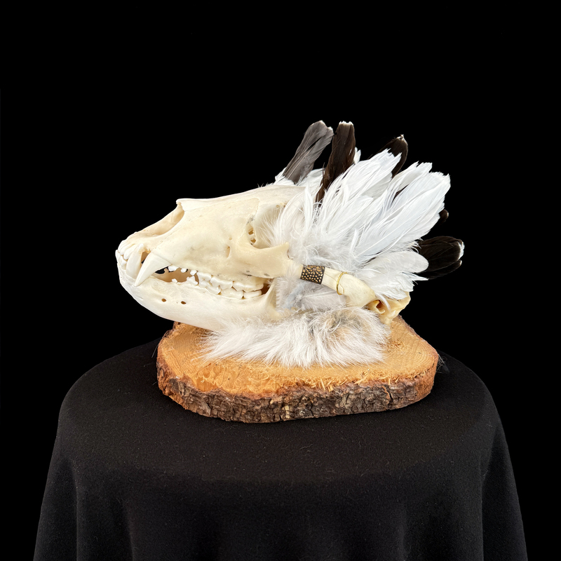Blanchissage et montage d'un crâne d'ours avec plumes de lagopèdes et fourrure de lynx