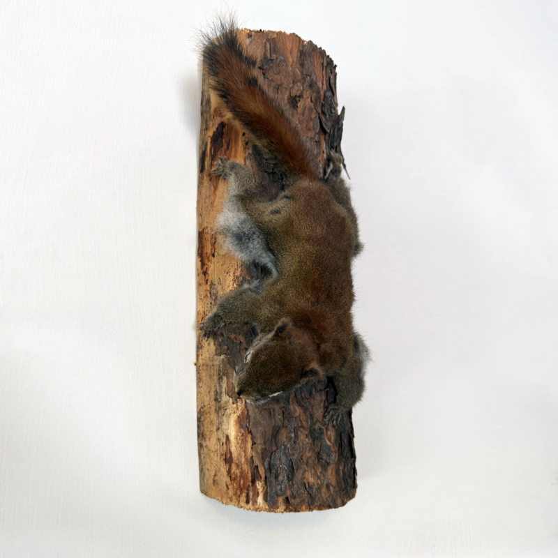 Naturalisation d'un écrureuil roux